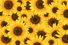 Sunflower Power's avatar